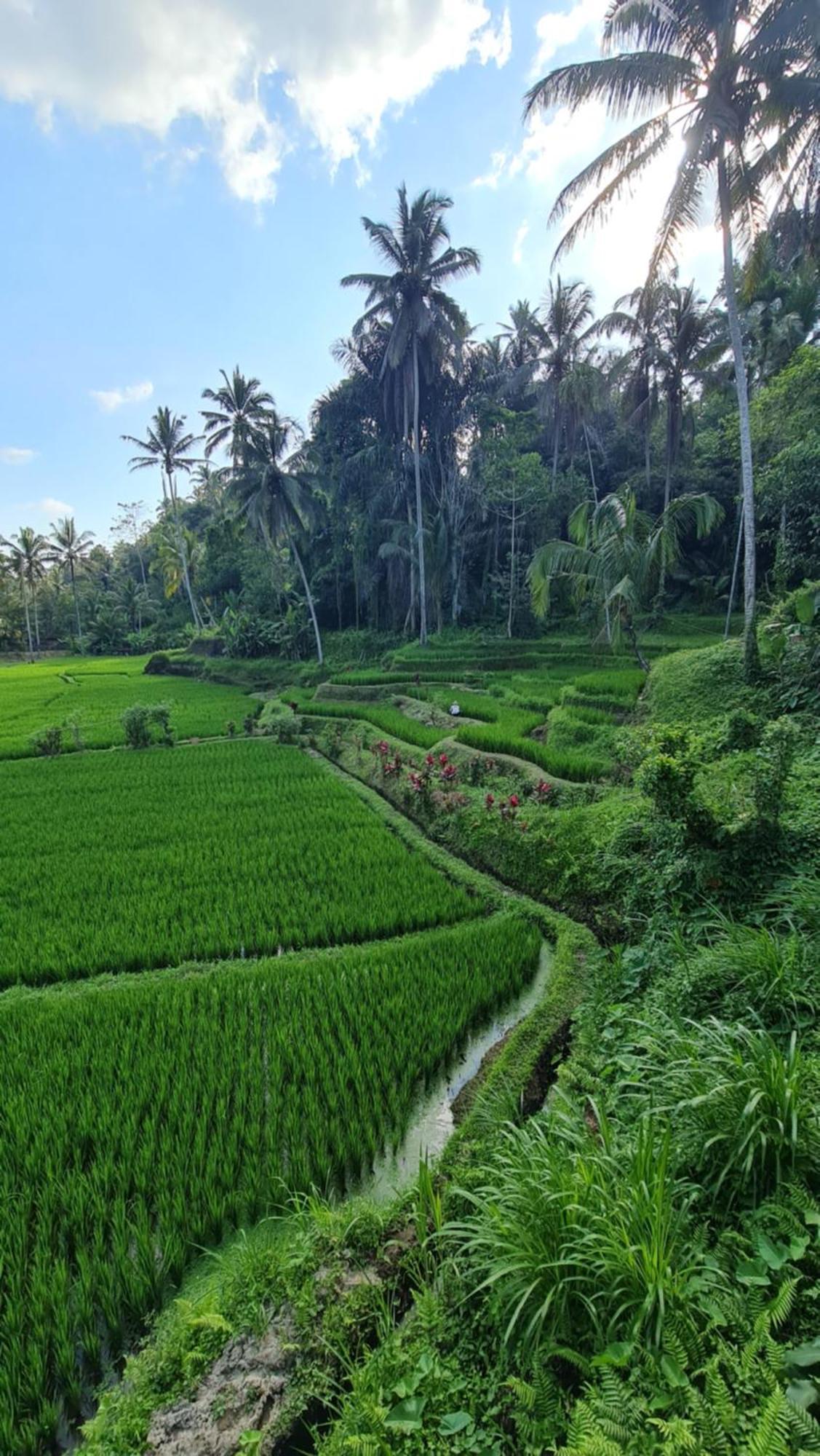 Tirta Sari Villa Tampaksiring Exteriör bild